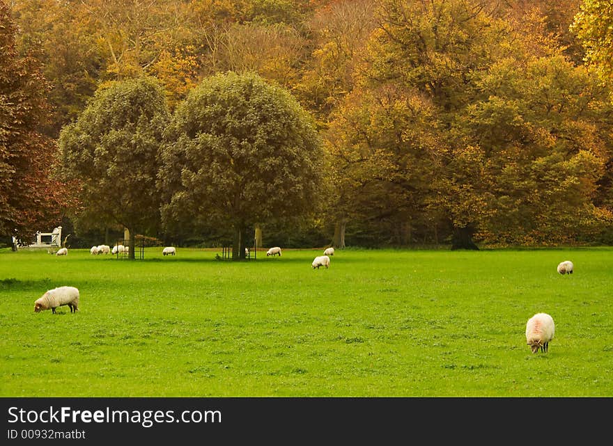 Beautiful autumn colors in the park. Beautiful autumn colors in the park