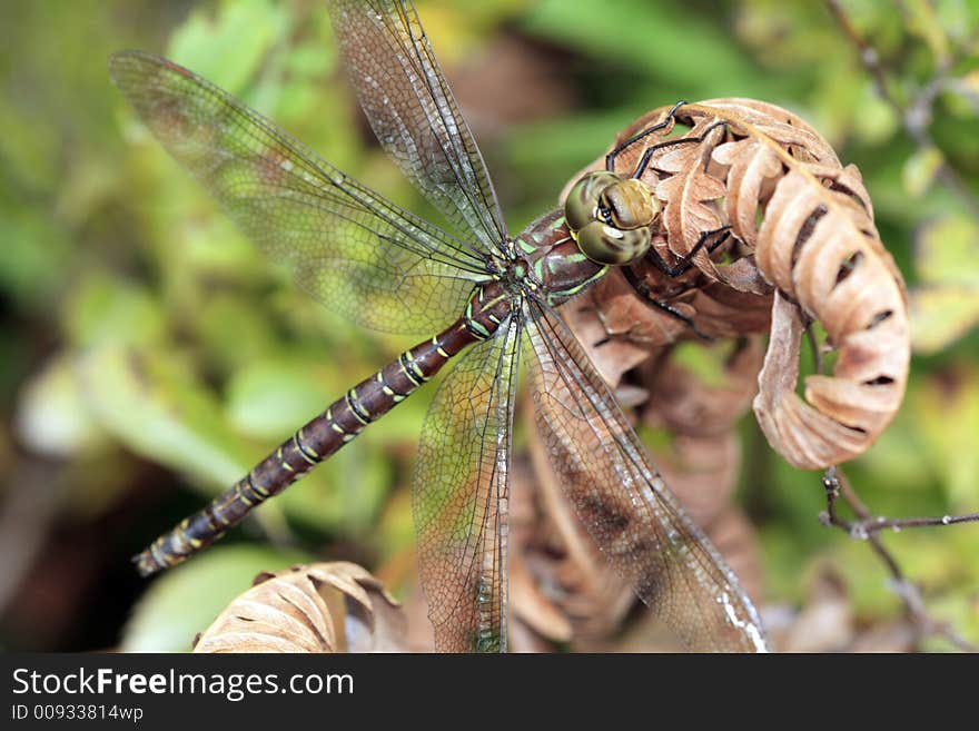 Dragonfly