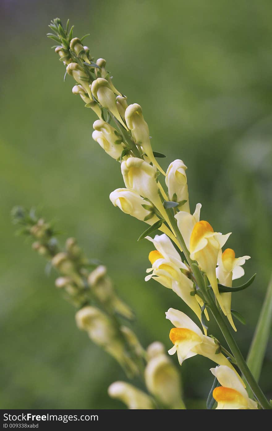 Yellow flower spikes close up. Commonly called butter and eggs