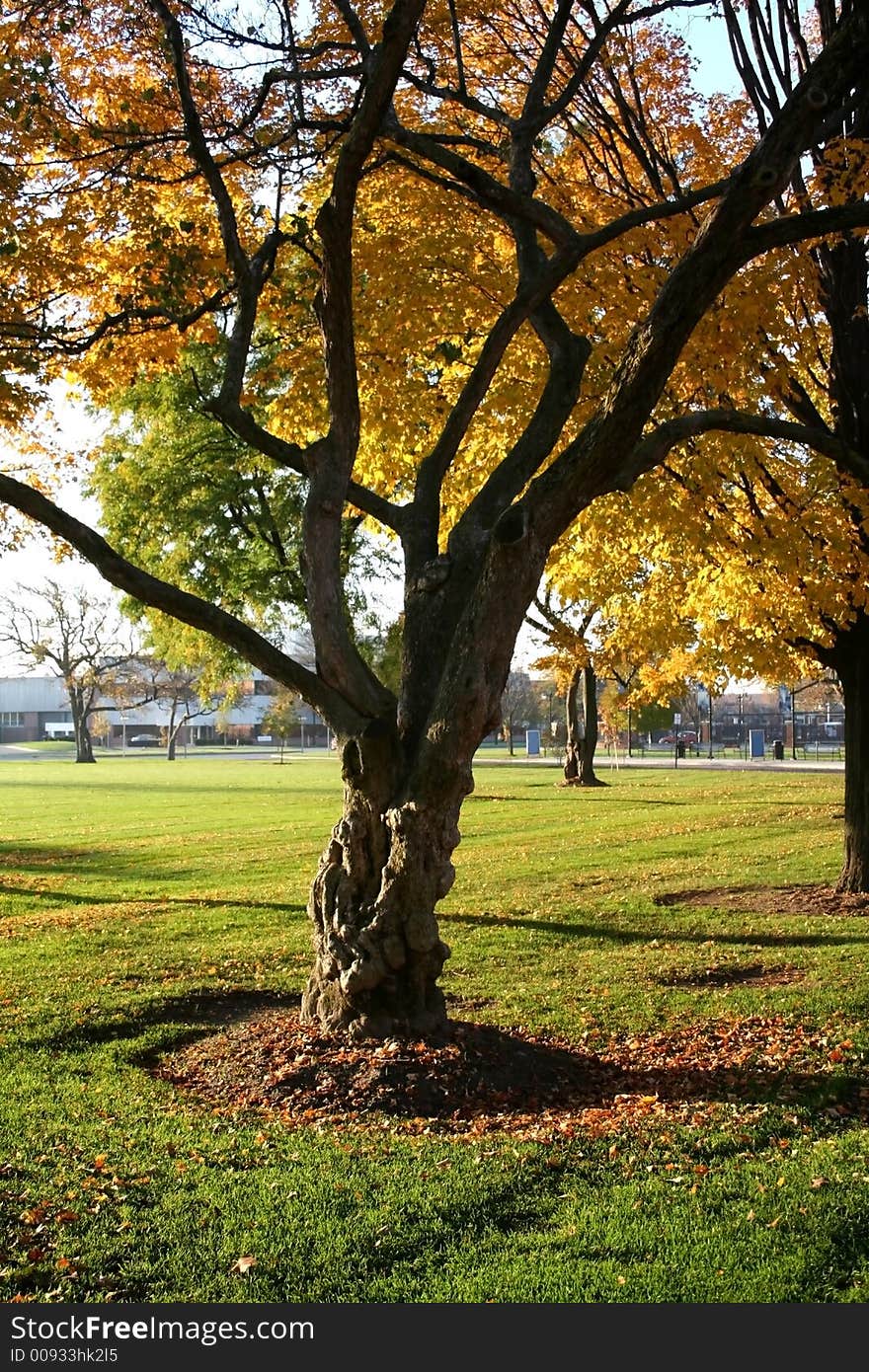 Single tree with yellow leaves. Single tree with yellow leaves