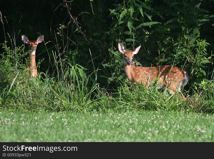 A photo of a deer with a fawn in a park