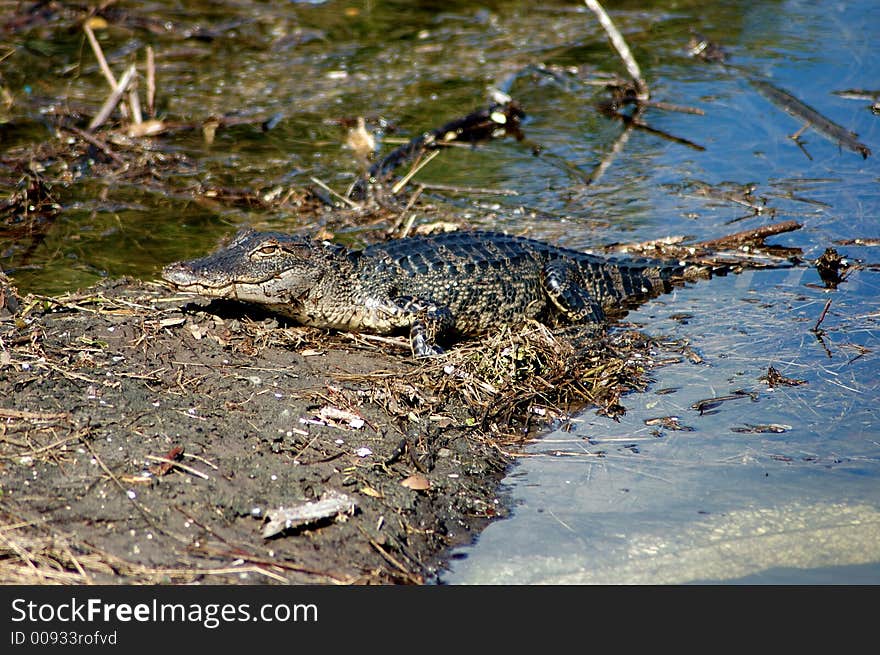 Alligator sunning himself along side the road