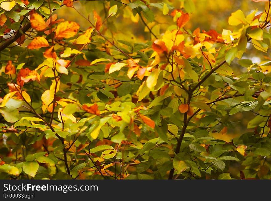 Abstract autumn leaves background( shallow dof!). Abstract autumn leaves background( shallow dof!)