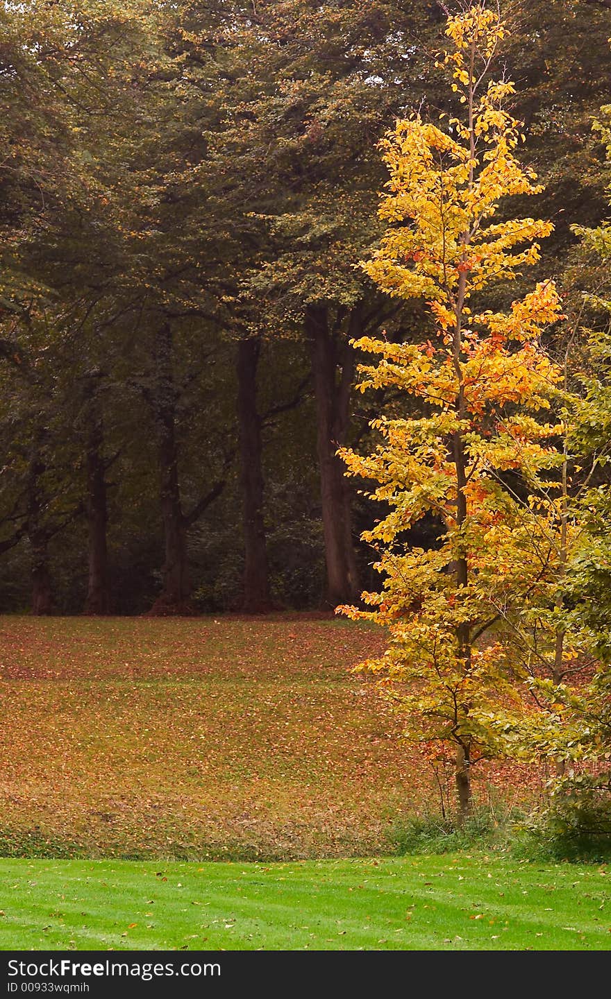 Beautiful autumn colors in the park. Beautiful autumn colors in the park