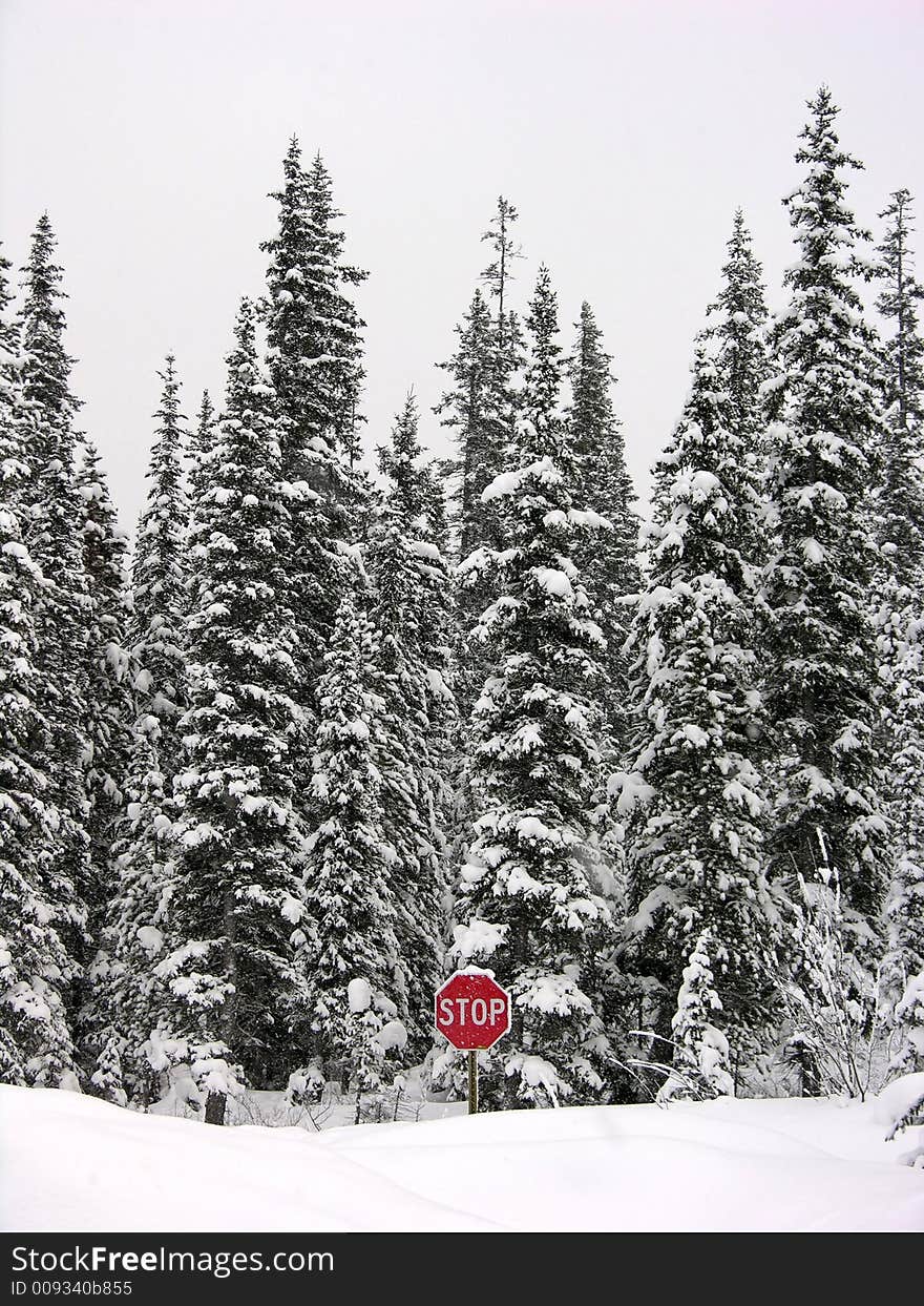 Stop sign in winter country. Stop sign in winter country