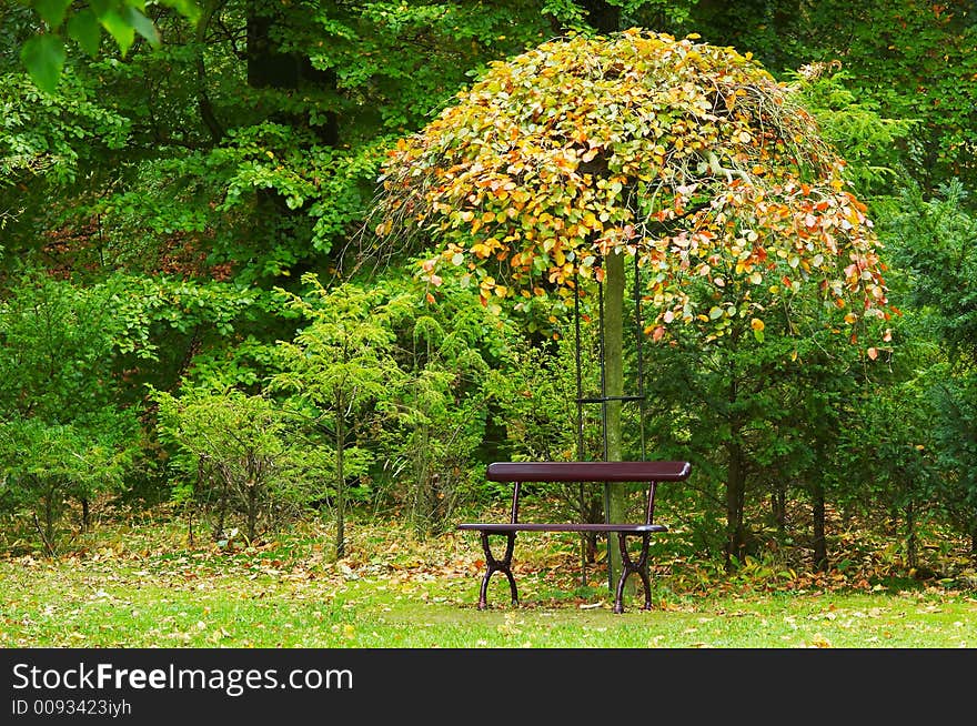 Beautiful autumn colors in the park. Beautiful autumn colors in the park