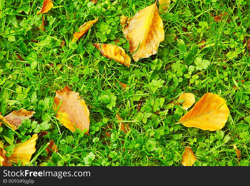 Autumn leaves on the forest floor. Autumn leaves on the forest floor