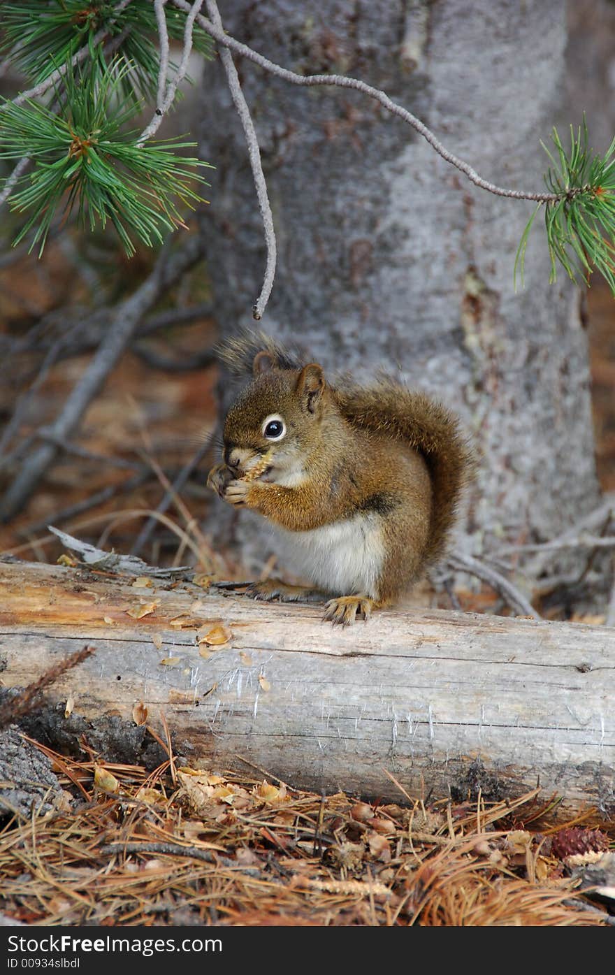 Chipmunk On The Log