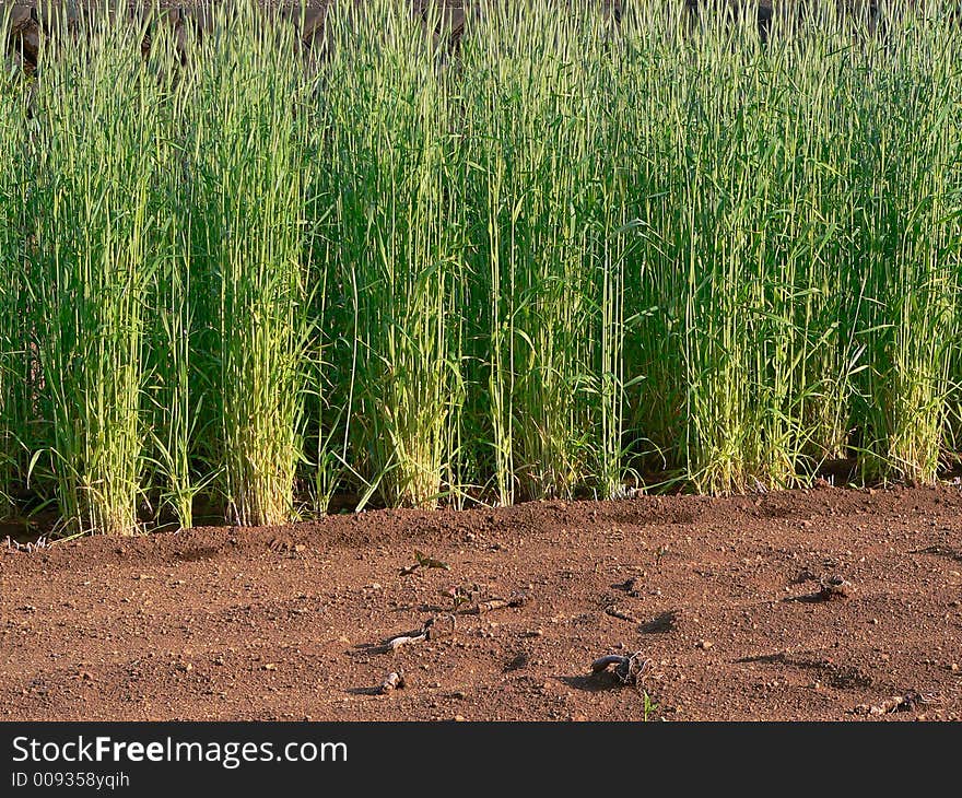 Young sprouts of cereals