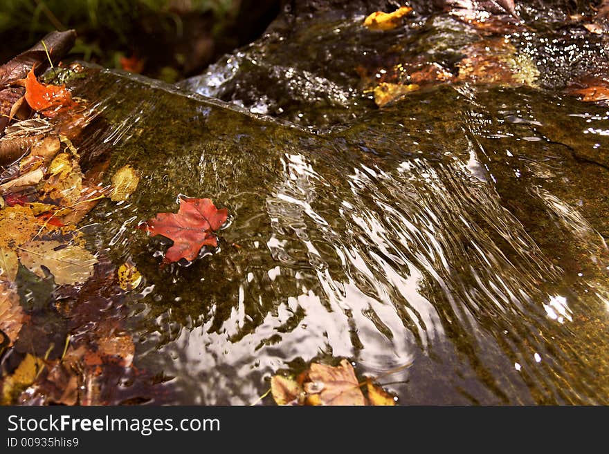 Leaves in waterfall