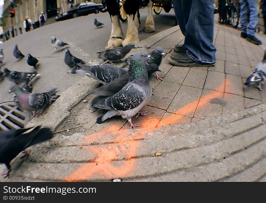 Pigeon eating seeds, while one of them look at you. Pigeon eating seeds, while one of them look at you