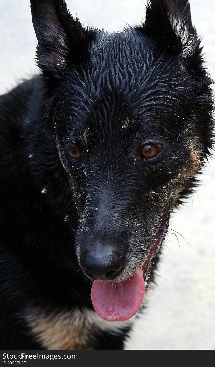 A german shepherds wet face panting. A german shepherds wet face panting