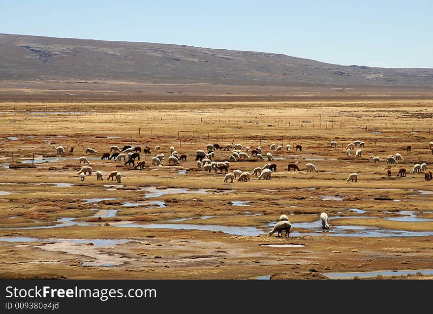 Alpacas pasture on the Andes grassland in Peru. Alpacas pasture on the Andes grassland in Peru