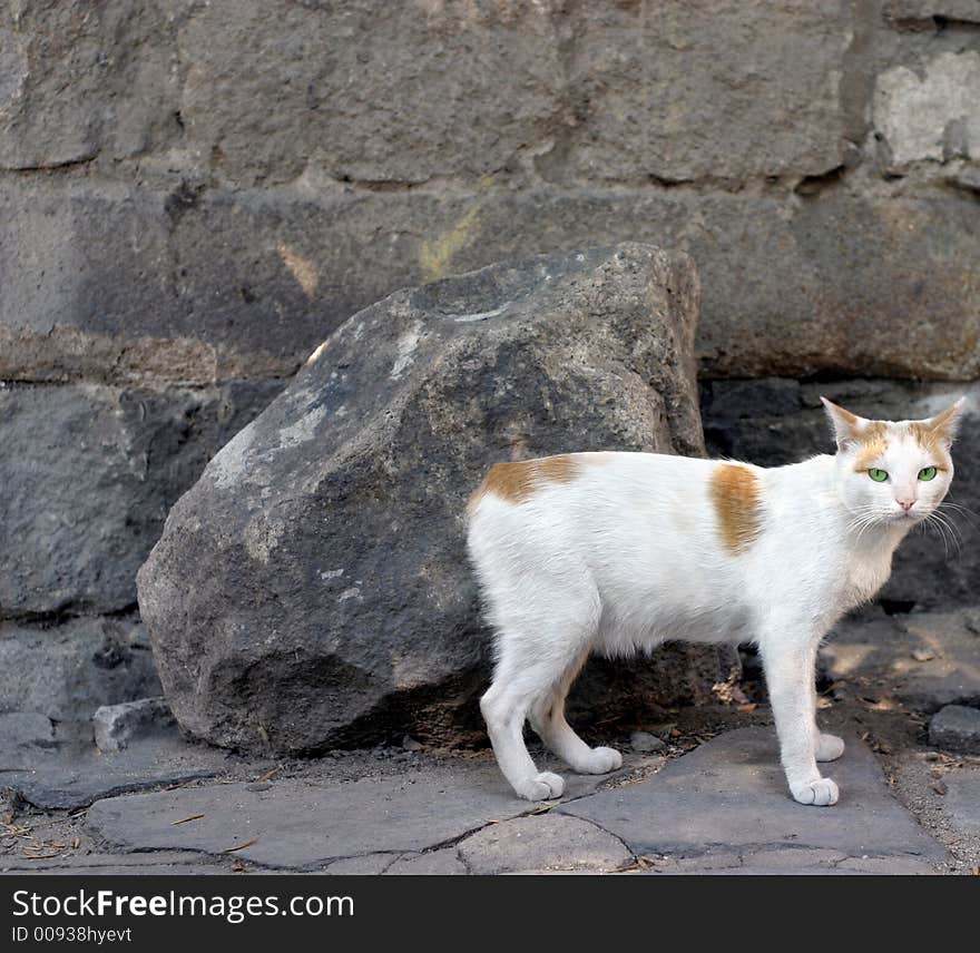 Cat from Gabrovo