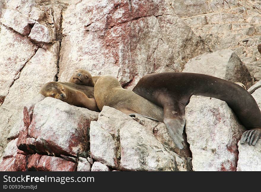 Sea lions overlies on stone