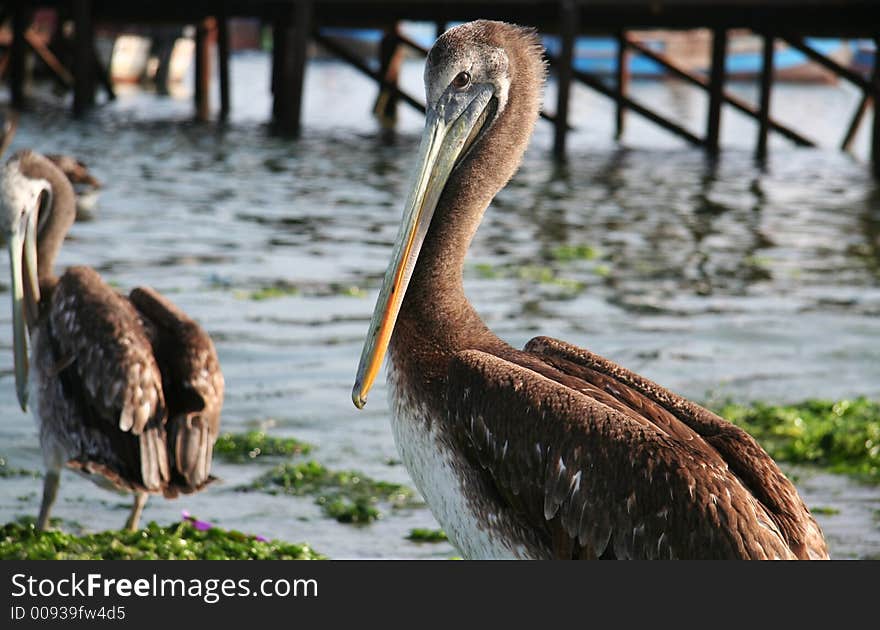 Sea pelican