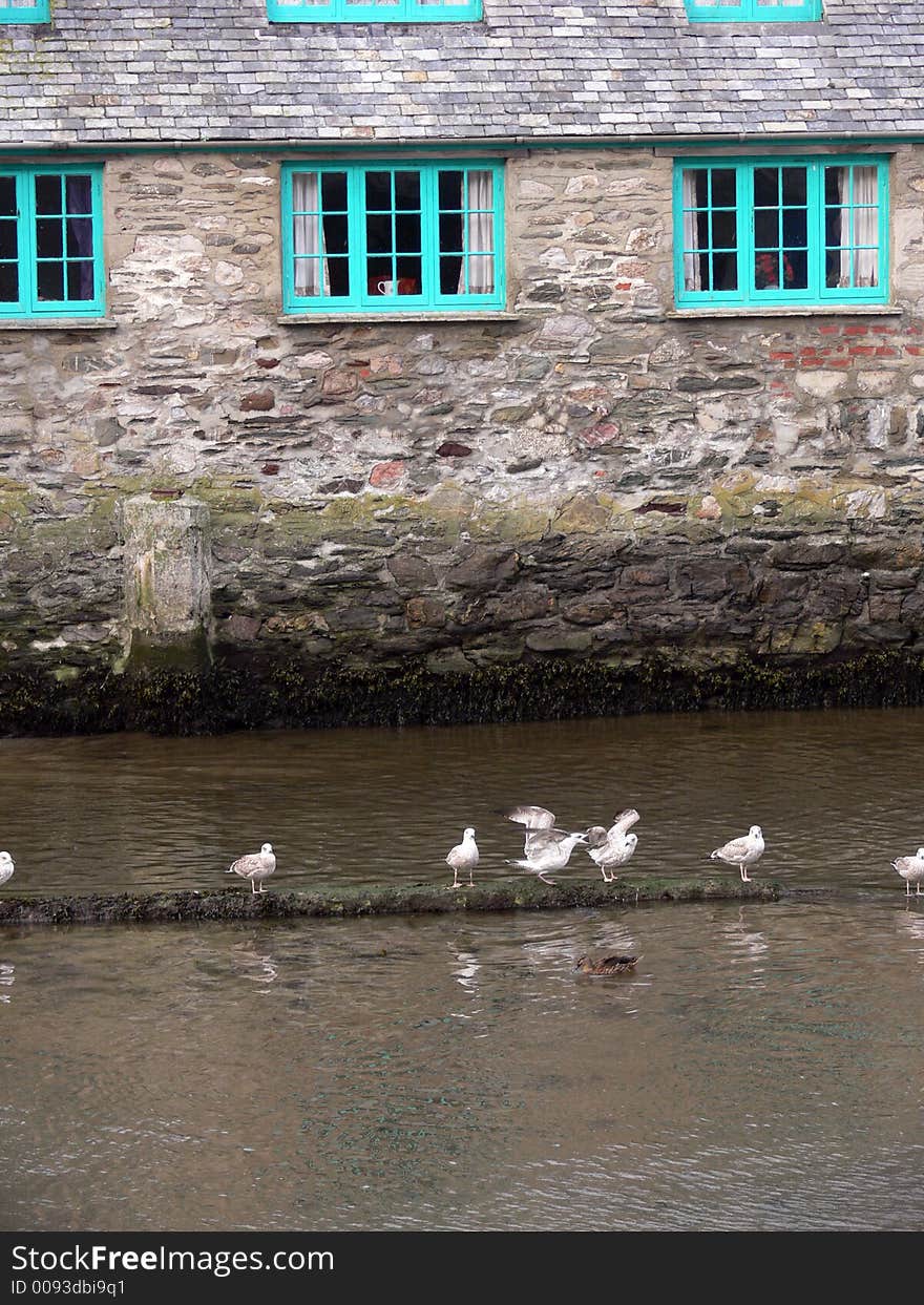 Seagulls In Harbour