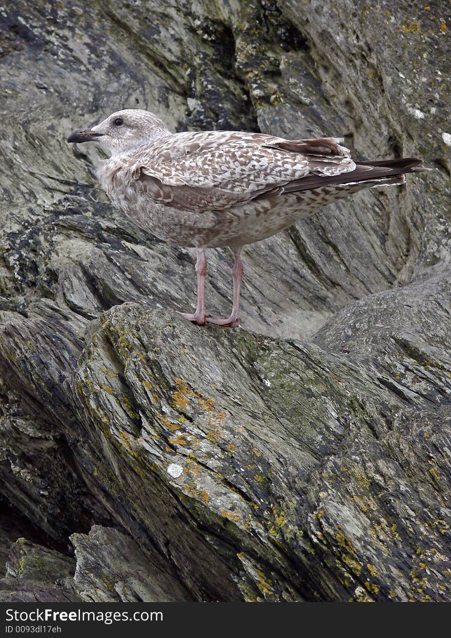 Young seagull against rocks