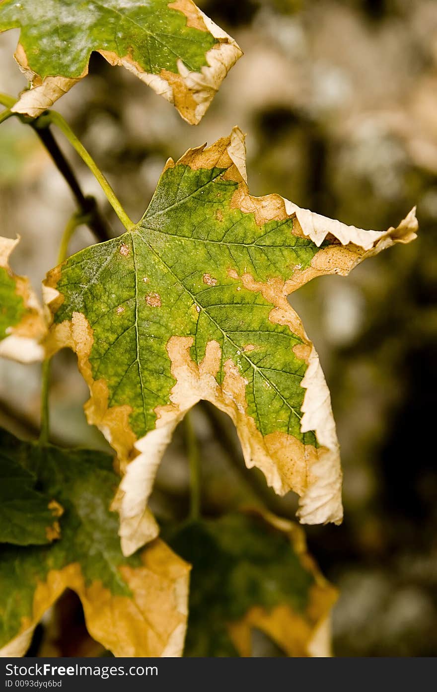 This leaf was photographed in Slovenia. This leaf was photographed in Slovenia.