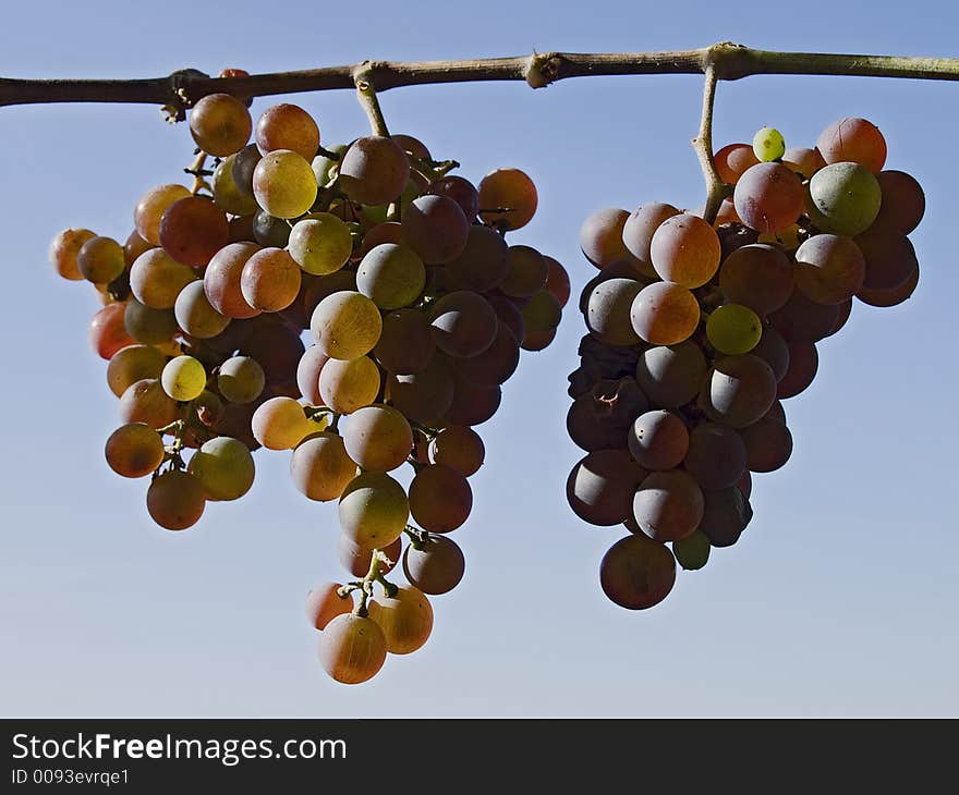 Three grape bunches on a grape-vine. Three grape bunches on a grape-vine