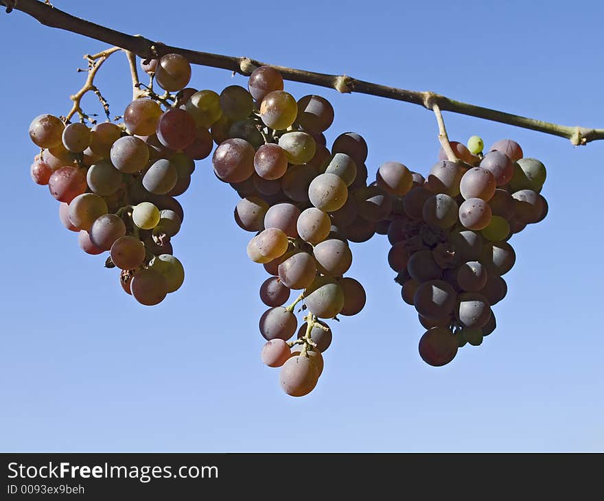 Three grape bunches on a grape-vine. Three grape bunches on a grape-vine