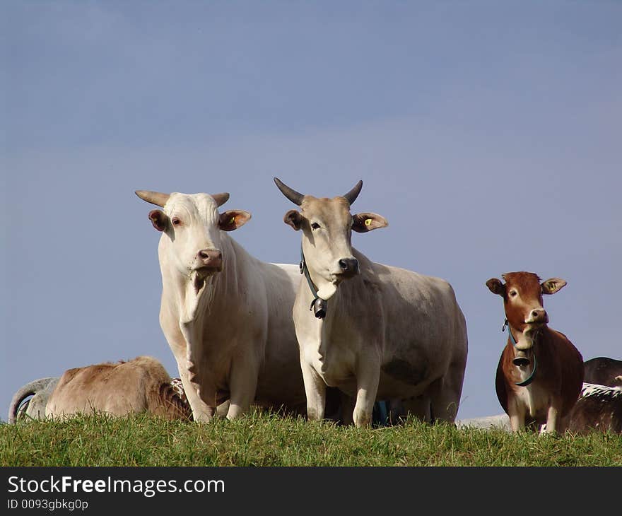 Three cows at the horizon. Three cows at the horizon