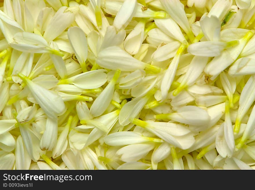 Background of colorful flower petals