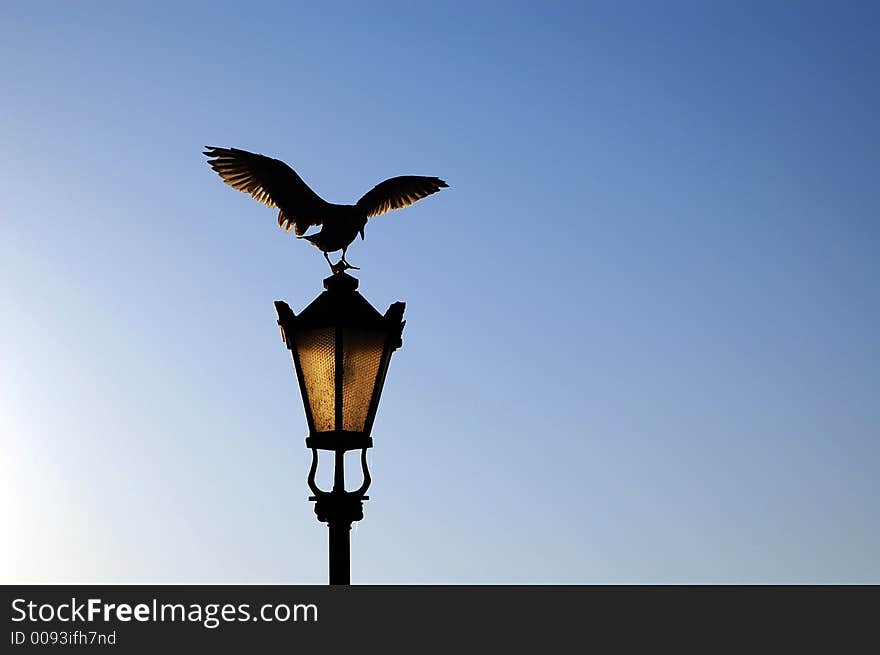 Landing seagull