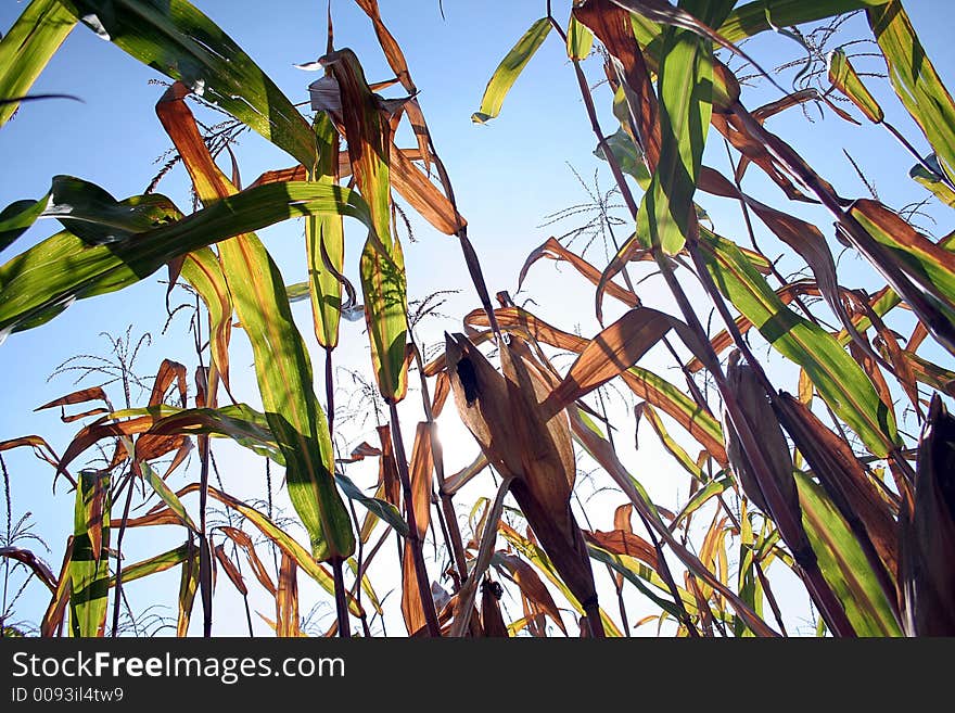 Corn leaf