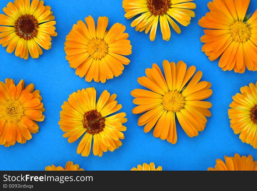 Orange flowers on a blue background. Focus is on the lower middle left flower :). Orange flowers on a blue background. Focus is on the lower middle left flower :)