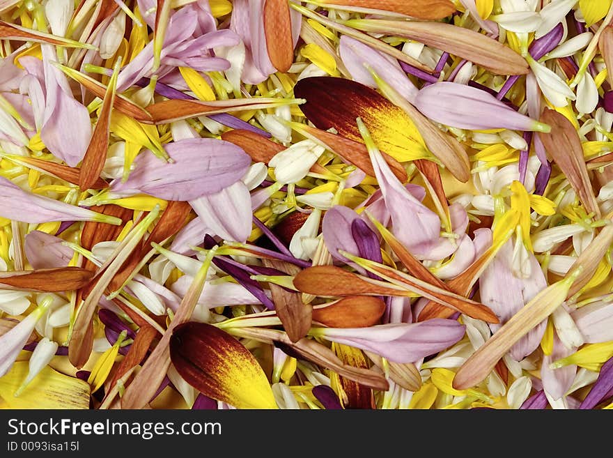 Background of colorful flower petals