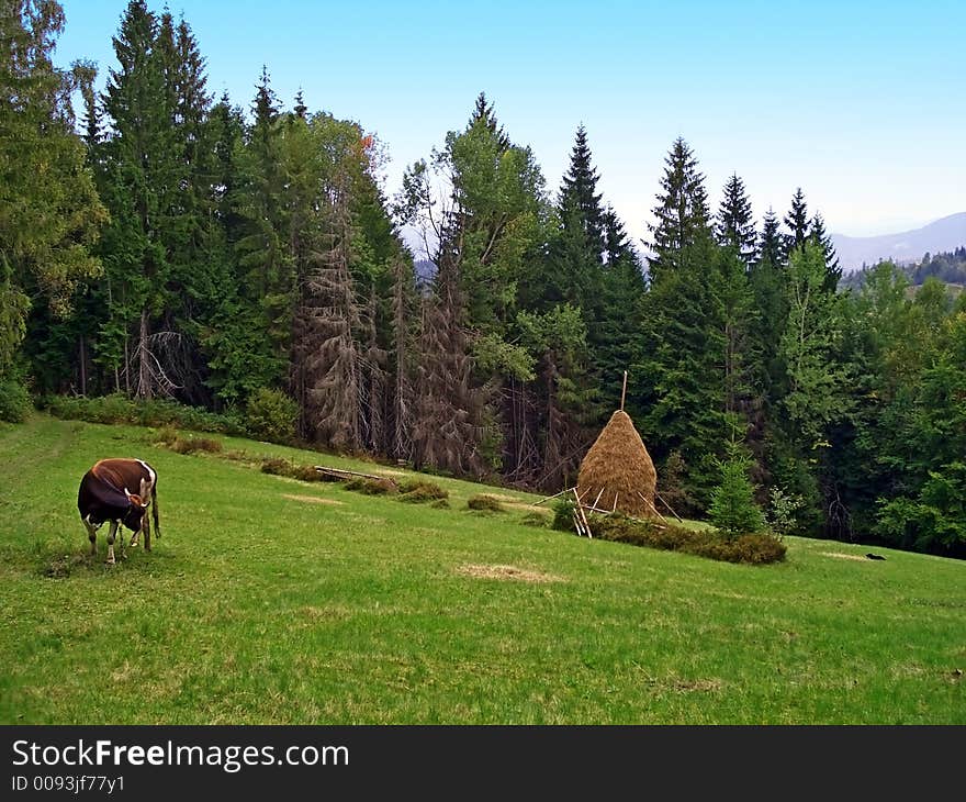 Cow and haycock