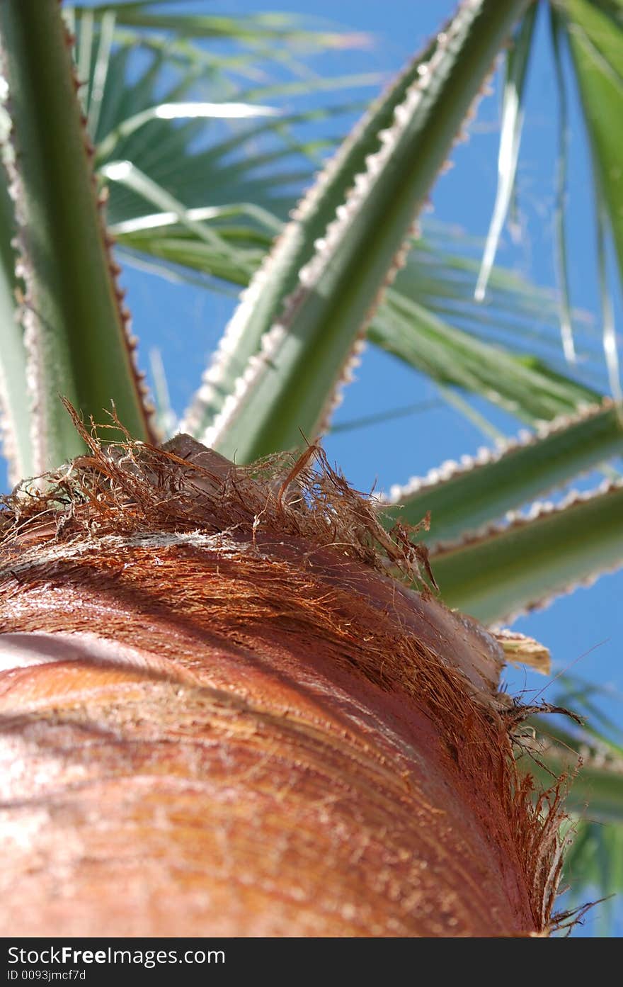 Washington palm up close