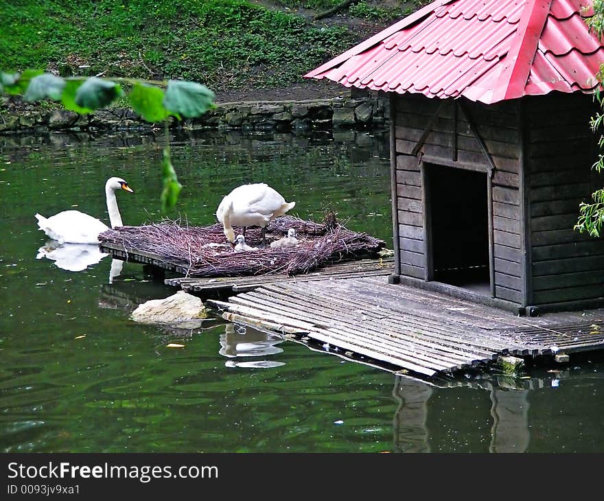 Swan parents and babies