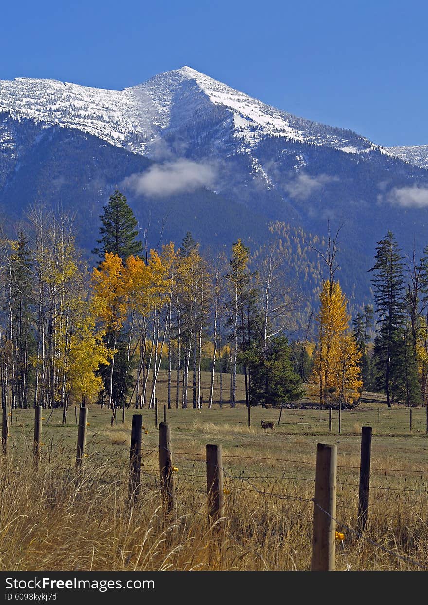 This image of the snowcapped mountains, fall foilage, deer, pasture, and fence was taken in western MT. This image of the snowcapped mountains, fall foilage, deer, pasture, and fence was taken in western MT.