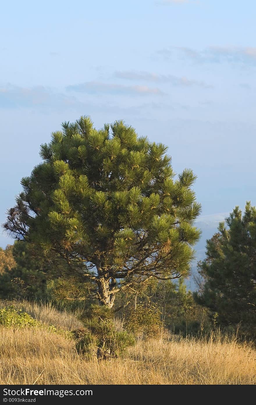 Pine on southern hills