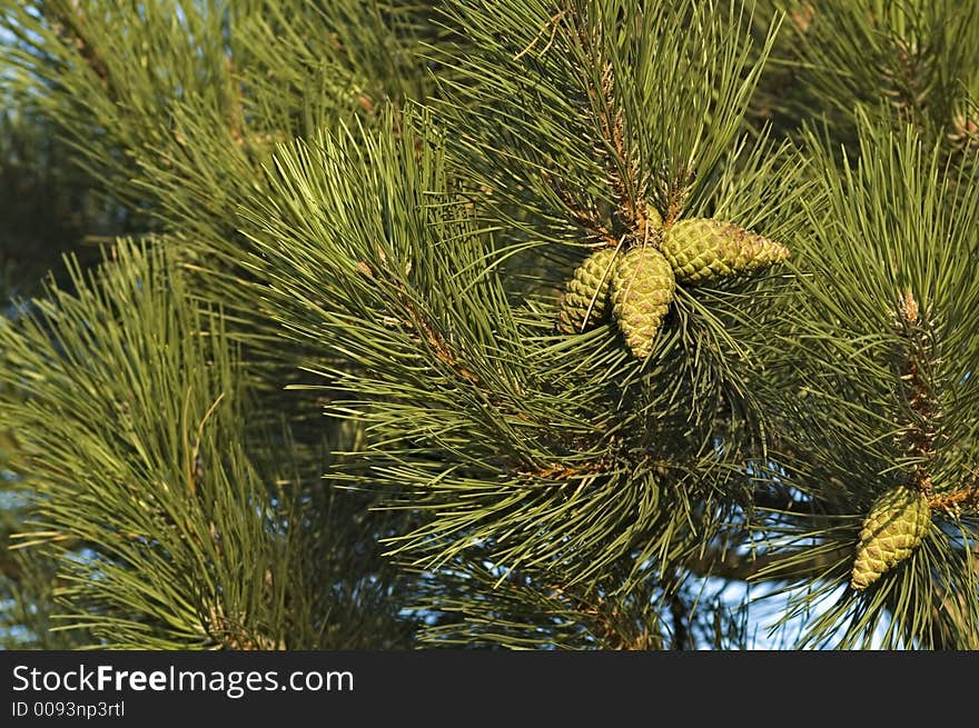 Detail of a pine