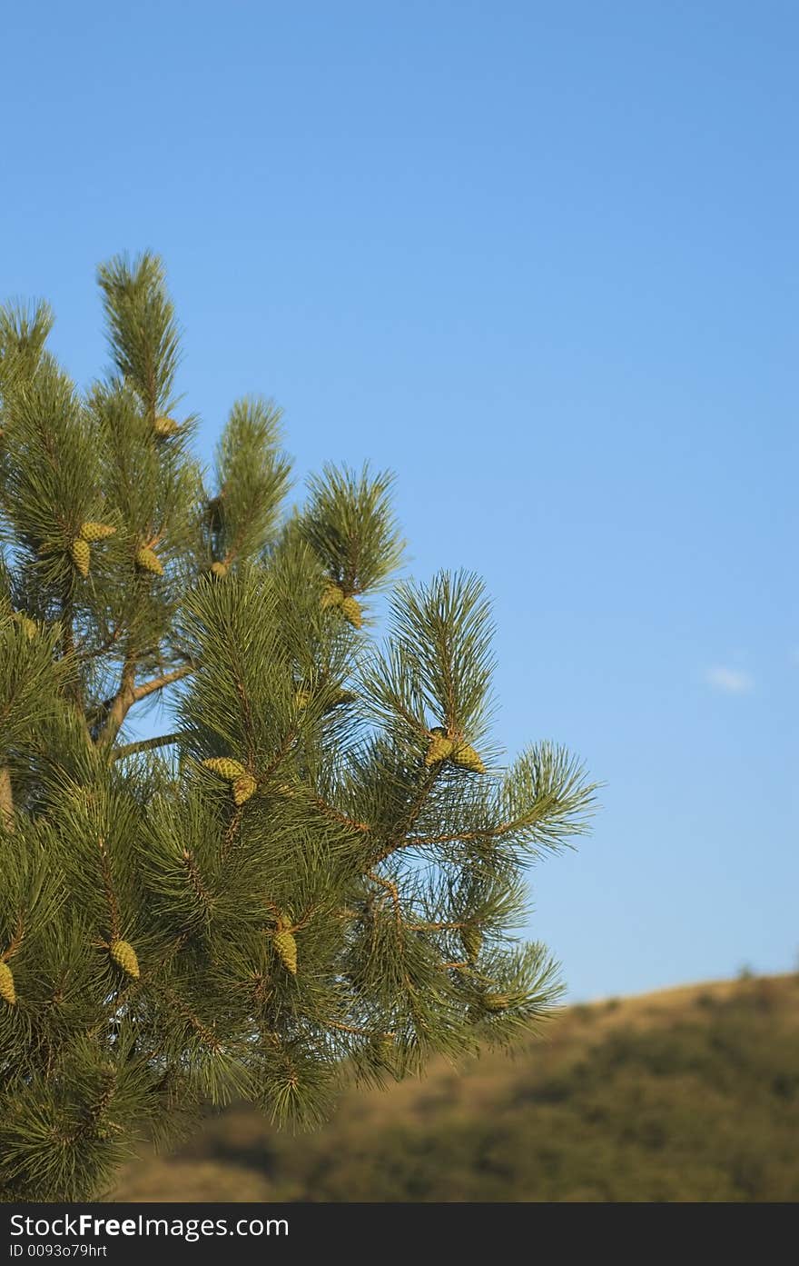 Detail of a pine