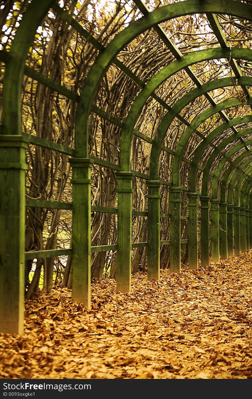 Autumn vine alley