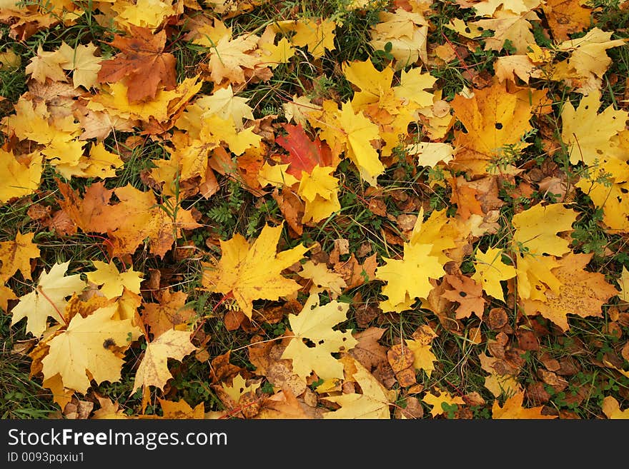 Autumn leaves of a maple lay on a green grass. Autumn leaves of a maple lay on a green grass