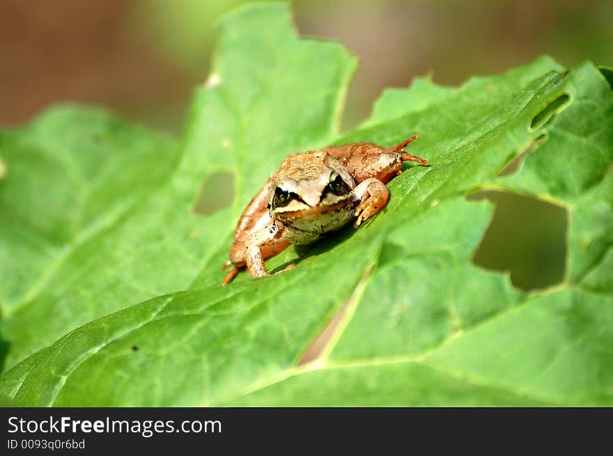 Watchful frog thinking he is not being seen