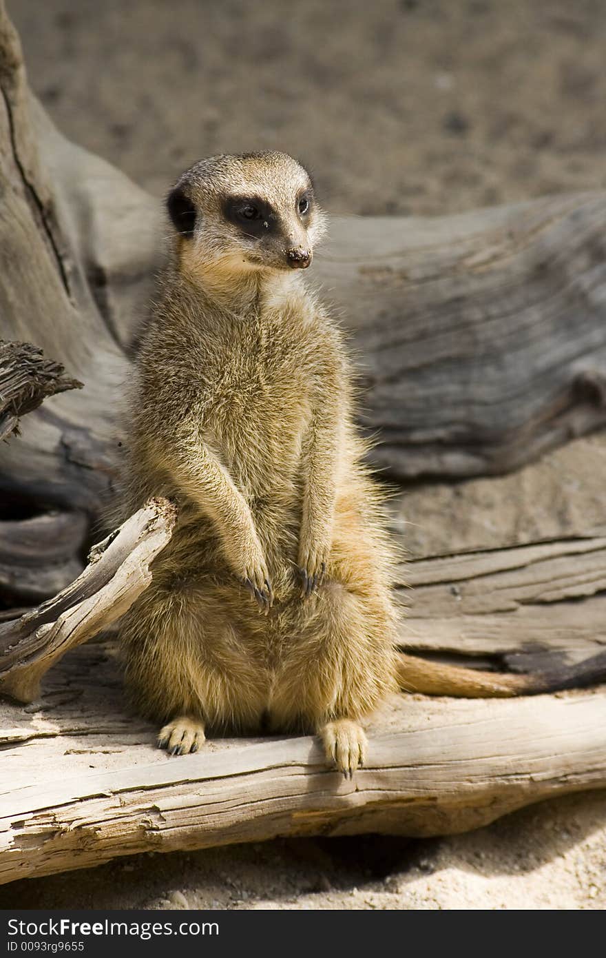 Suricata sitting on piece of wood. Suricata sitting on piece of wood