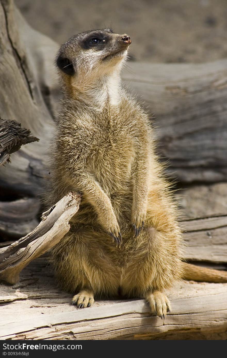 Suricata sitting on the wood. Suricata sitting on the wood