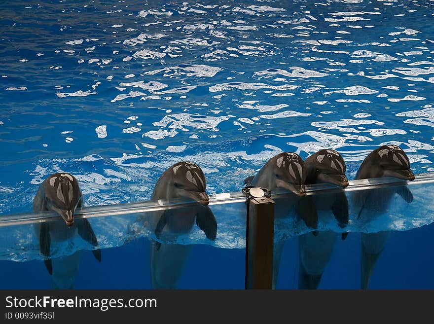 Dolphins greeting the public