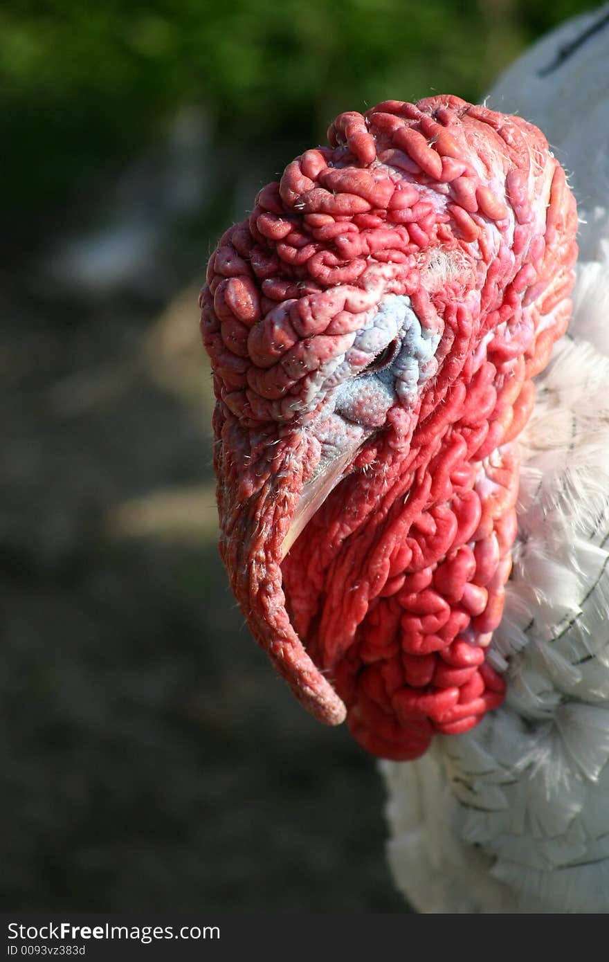 Red focused turkey head on a blurry background