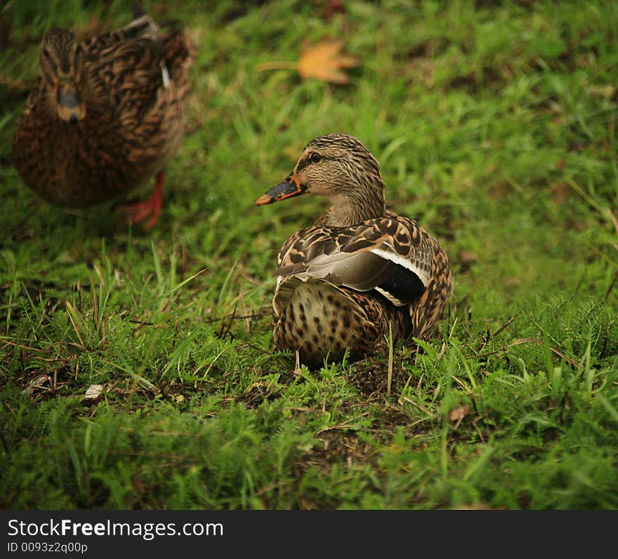 Duck on a grass.