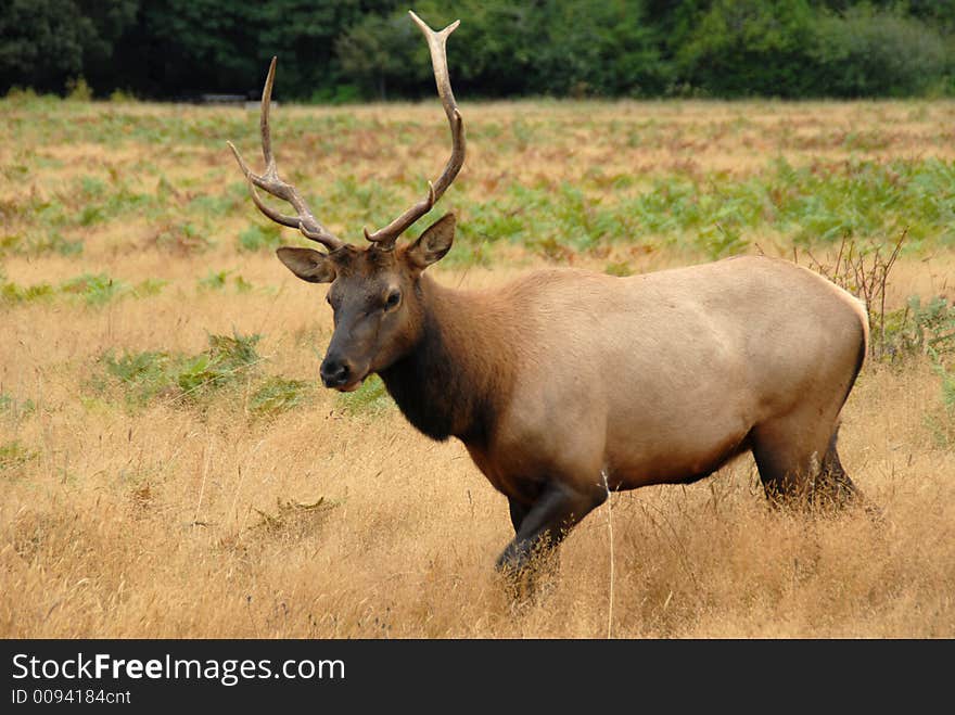 Bulk Elk in the field. North California Redwoods. Bulk Elk in the field. North California Redwoods.