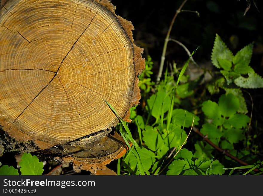 A wood trunk in forest