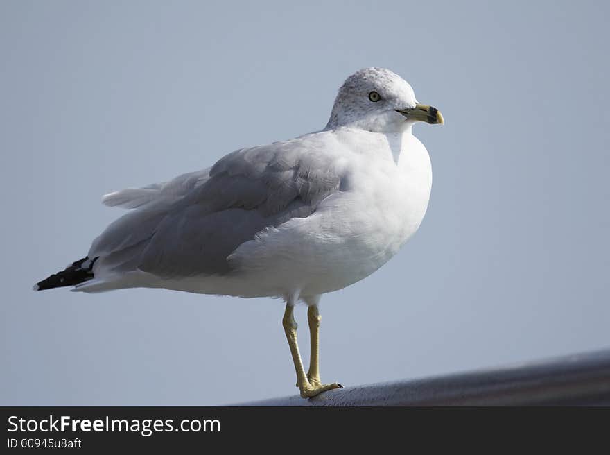 Sea gull SG