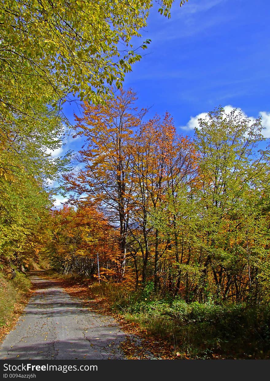 Path at sunny fall day. Path at sunny fall day